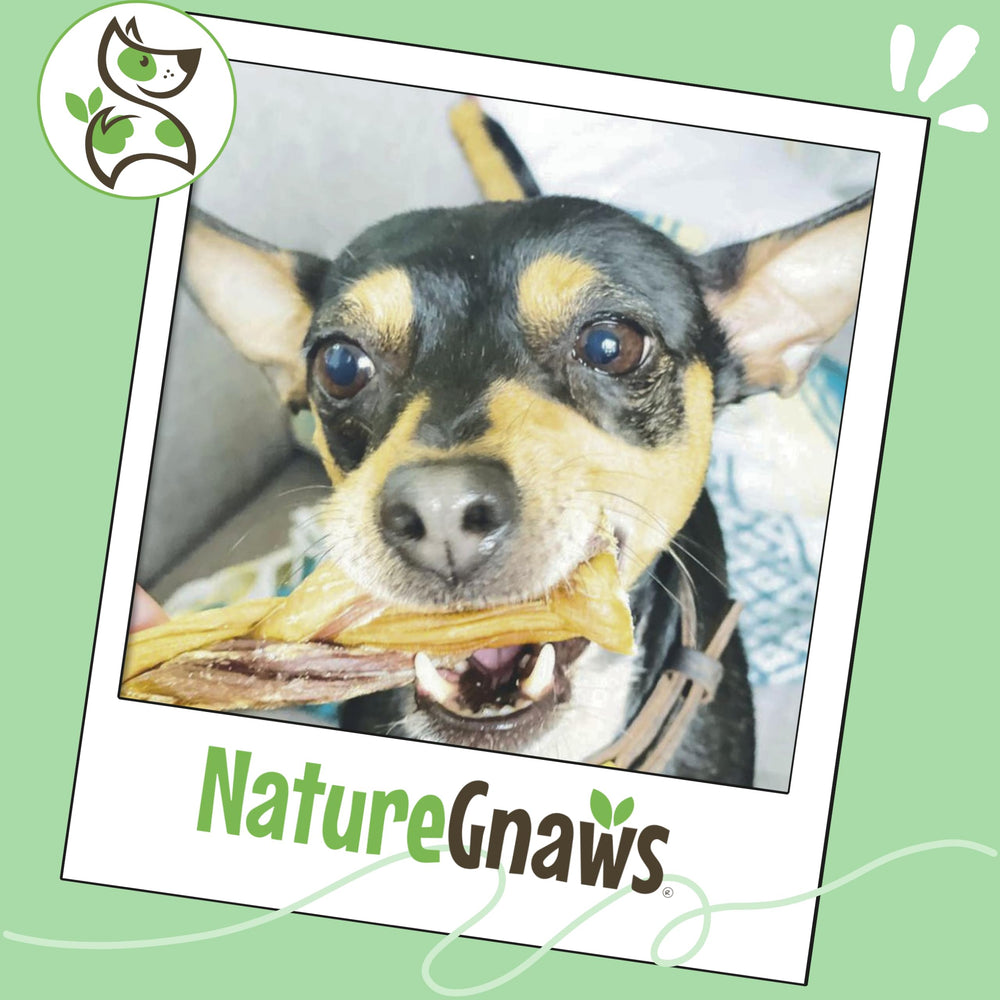 Nature Gnaws odeur faible – friandise agréable sans odeur forte.