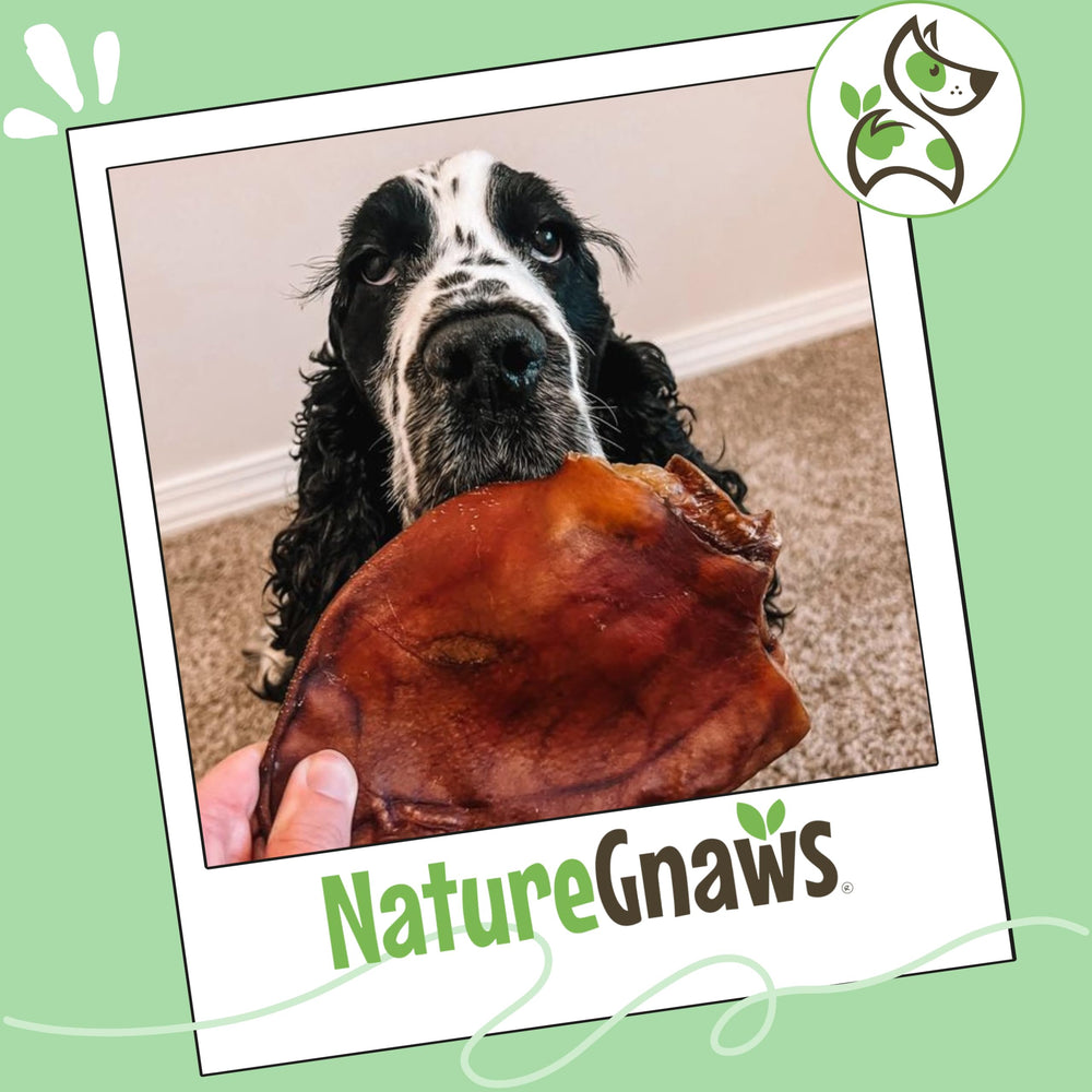 Nature Gnaws Oreilles de porc – produit fabriqué aux États‑Unis avec des ingrédients simples.