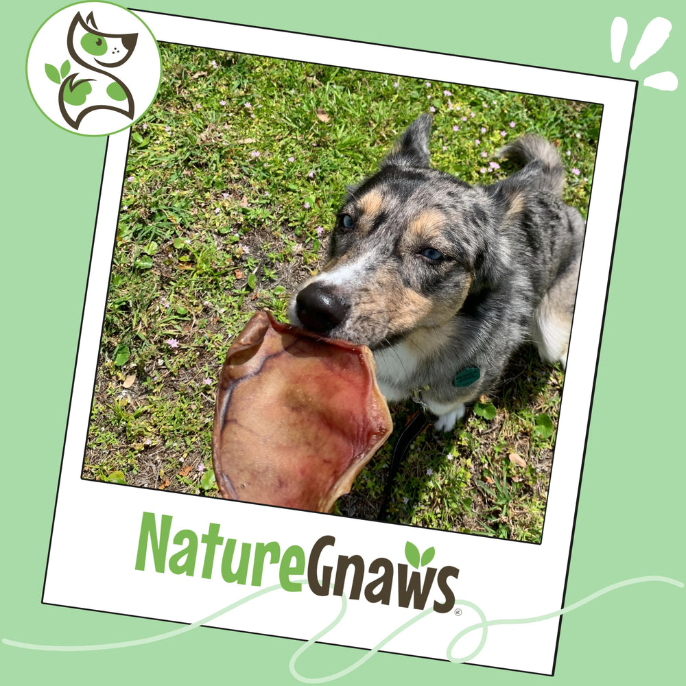Gros chien utilisant les Oreilles de Porc Nature Gnaws comme récompense durable.