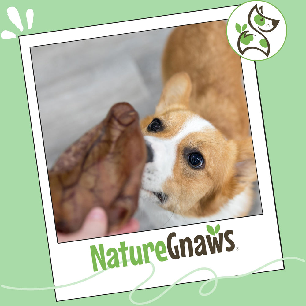 Goût naturel et savoureux des Oreilles de Porc Nature Gnaws.