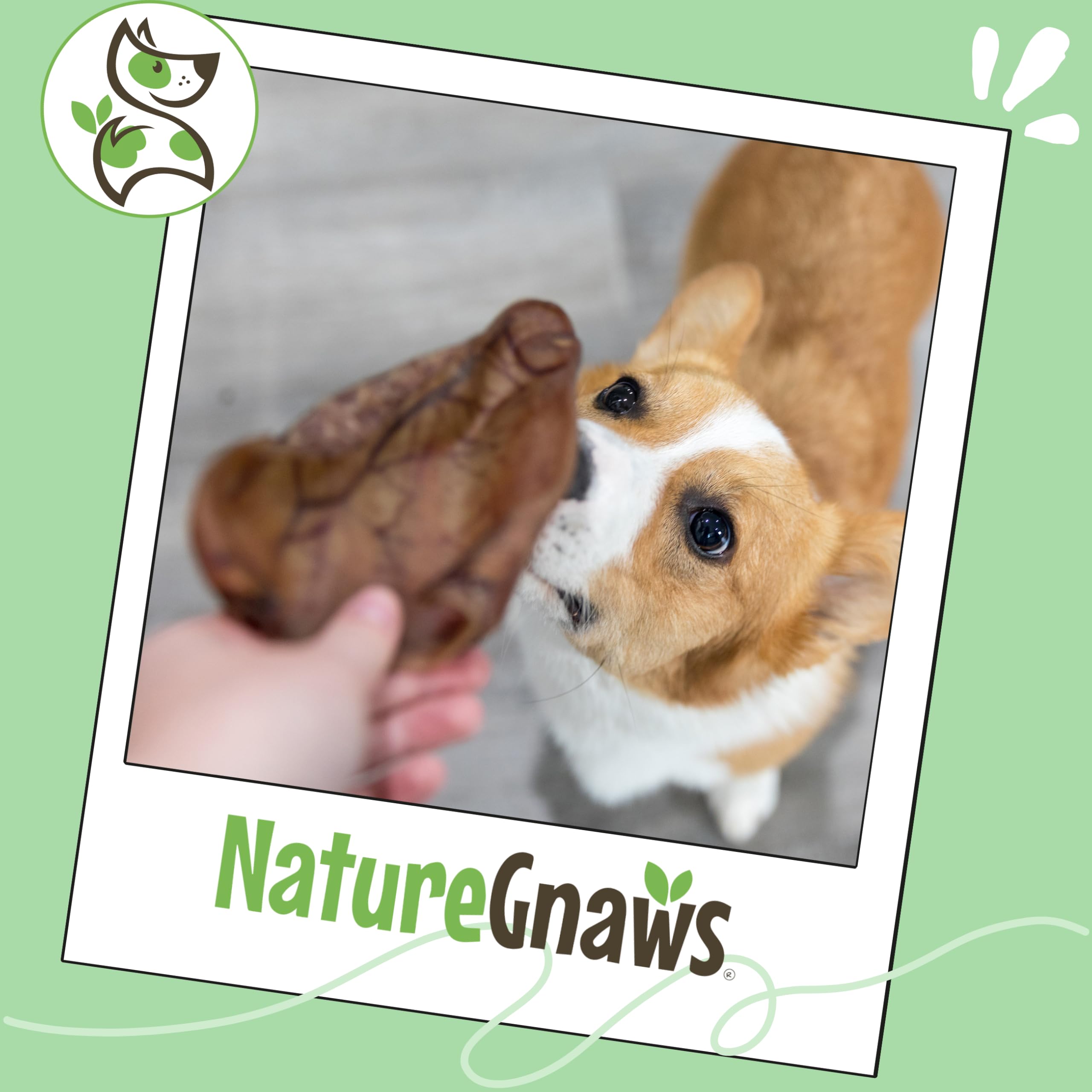 Nature Gnaws Oreilles de porc – texture savoureuse qui occupe les chiens lors du jeu.