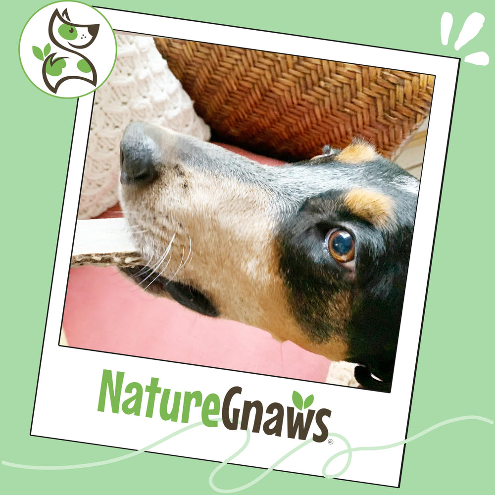 Nature Gnaws sans cuir brut, ramure naturelle sans additifs