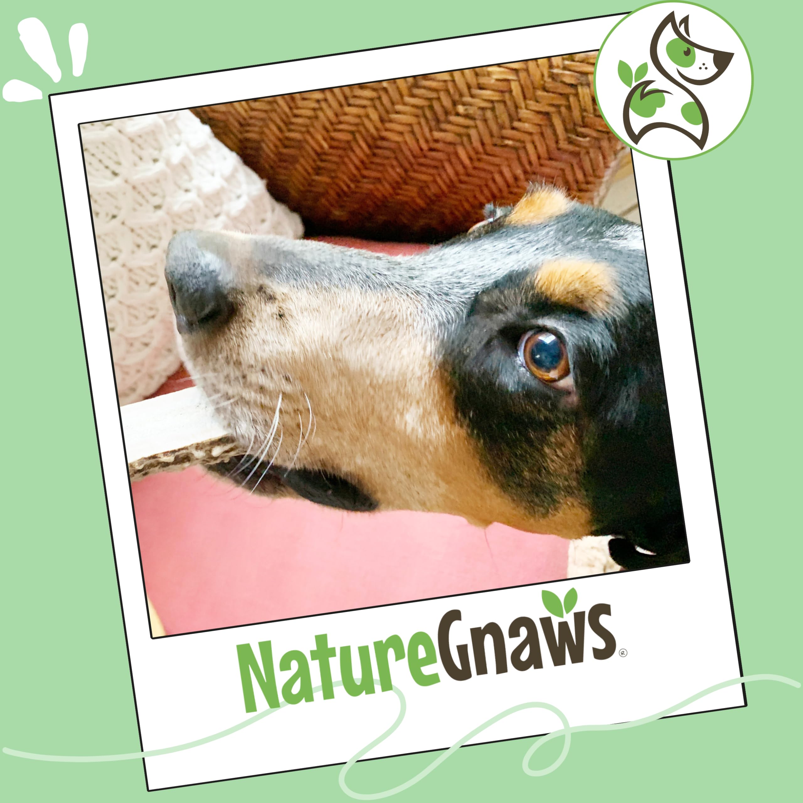 Ramures Nature Gnaws pour chiens, arômes naturels et sécurité pendant la mastication.