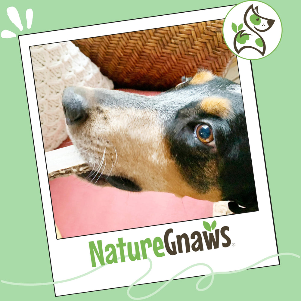 Ramures Nature Gnaws pour chiens, arômes naturels et sécurité pendant la mastication.
