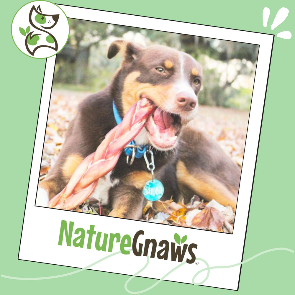 Nature Gnaws récompense naturelle pour chien, mastication responsable