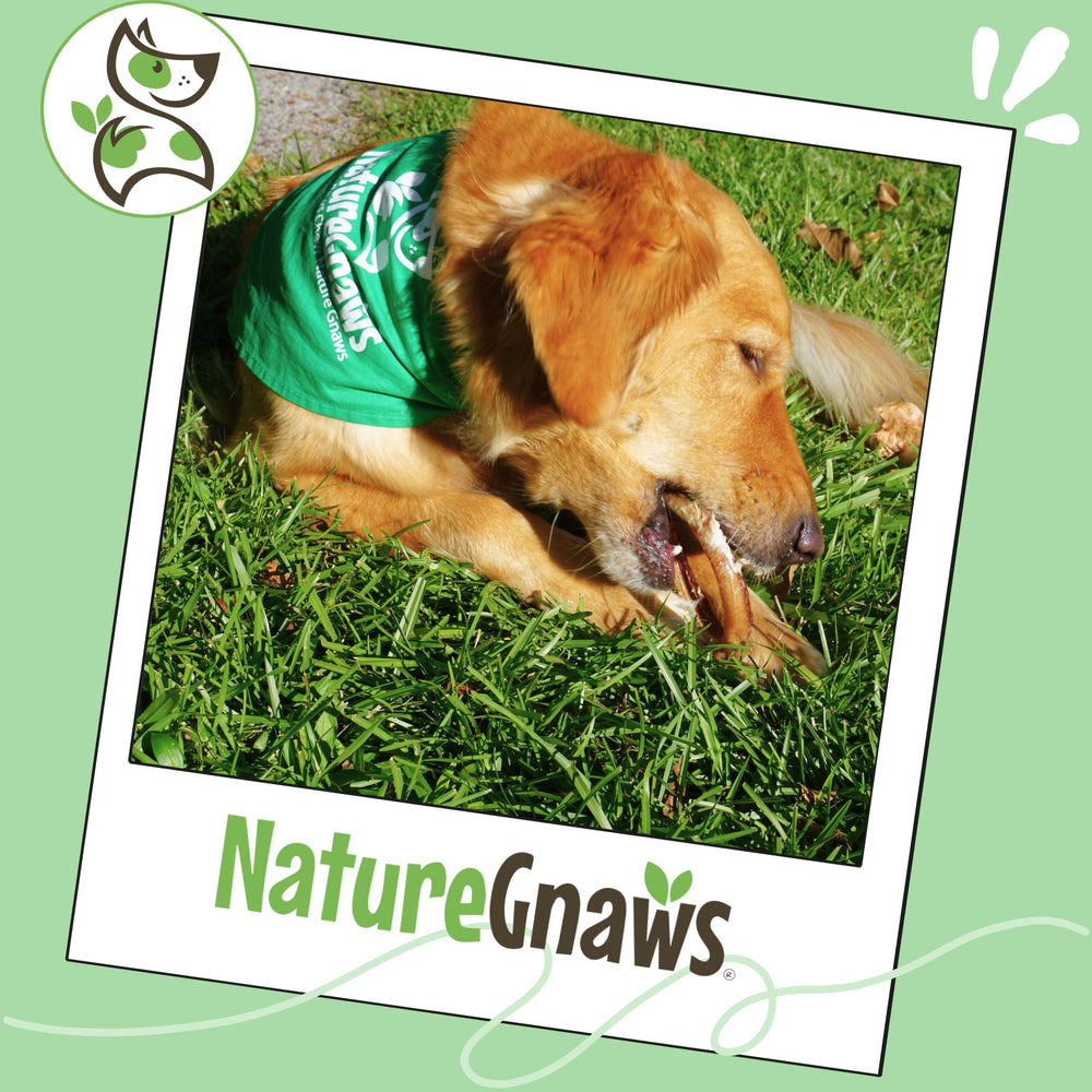 Nature Gnaws sans cereales et sans gluten, alternative naturelle