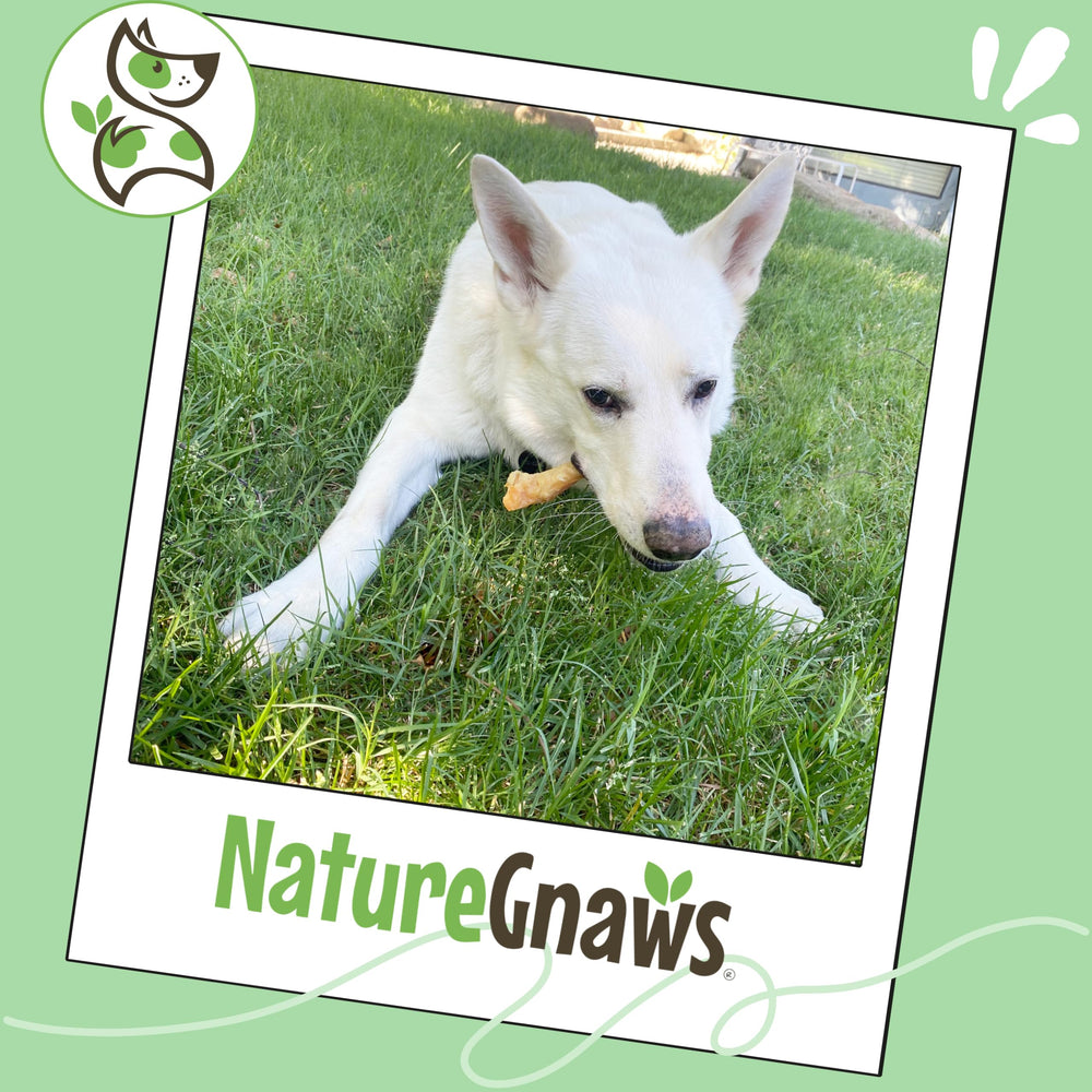 Nature Gnaws tendons-boeuf pour chiens, aide à occuper les chiens actifs