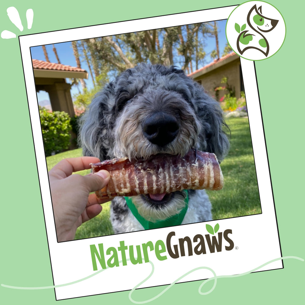 Divertissement longue durée grâce à Nature Gnaws pour chien attentif