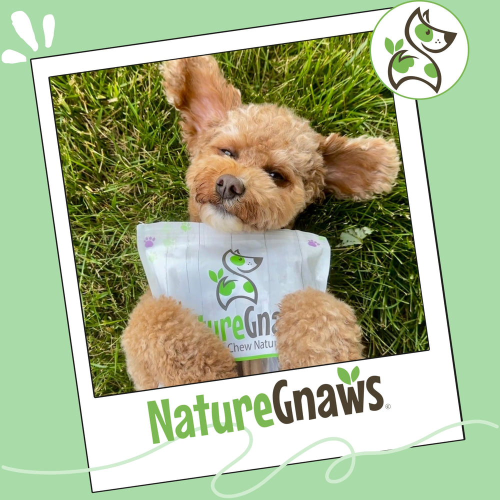 Nature Gnaws tresses bully récompense longue durée pour chiens.