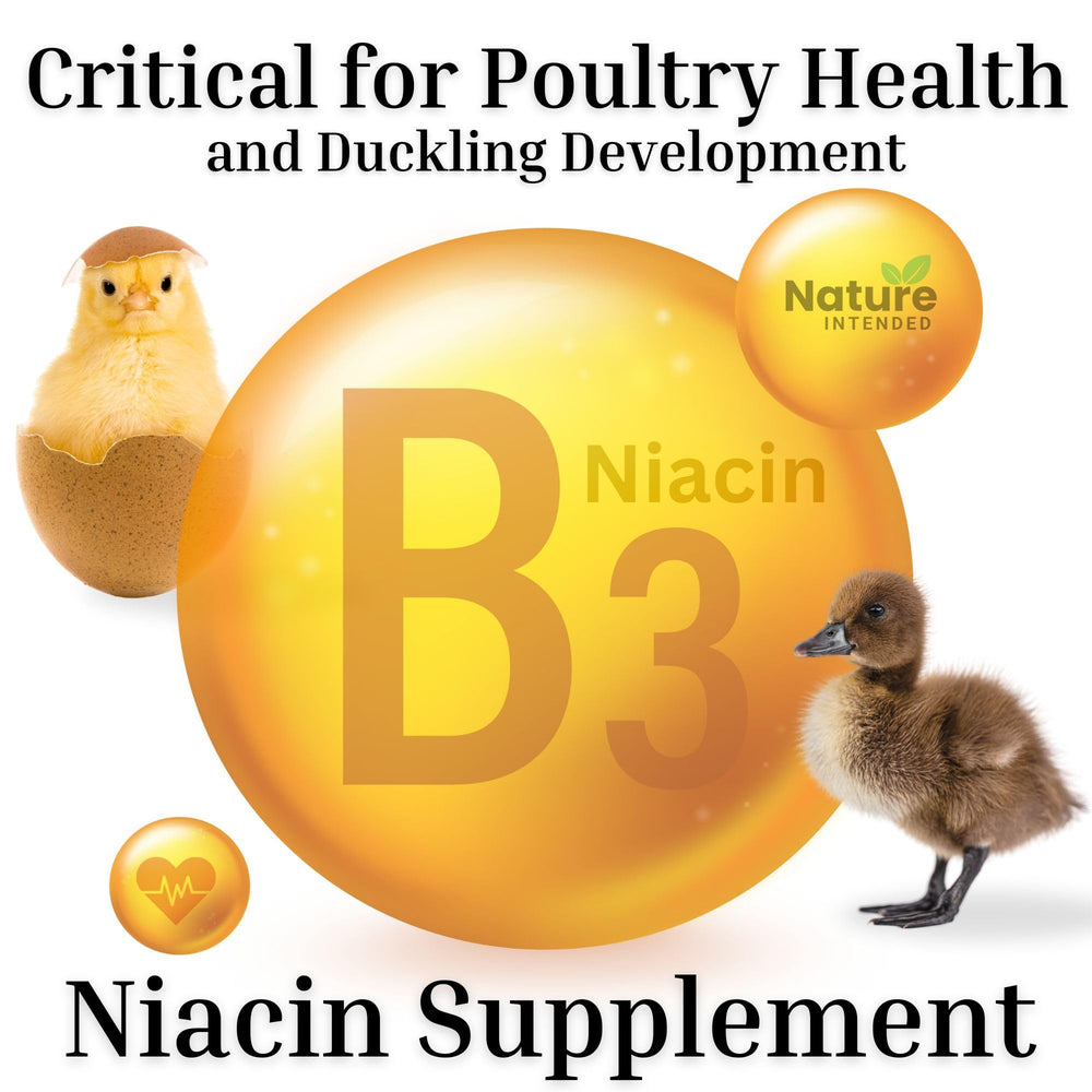 Nature INTENDED œufs à coquilles solides et jaunes profonds grâce à la nutrition.