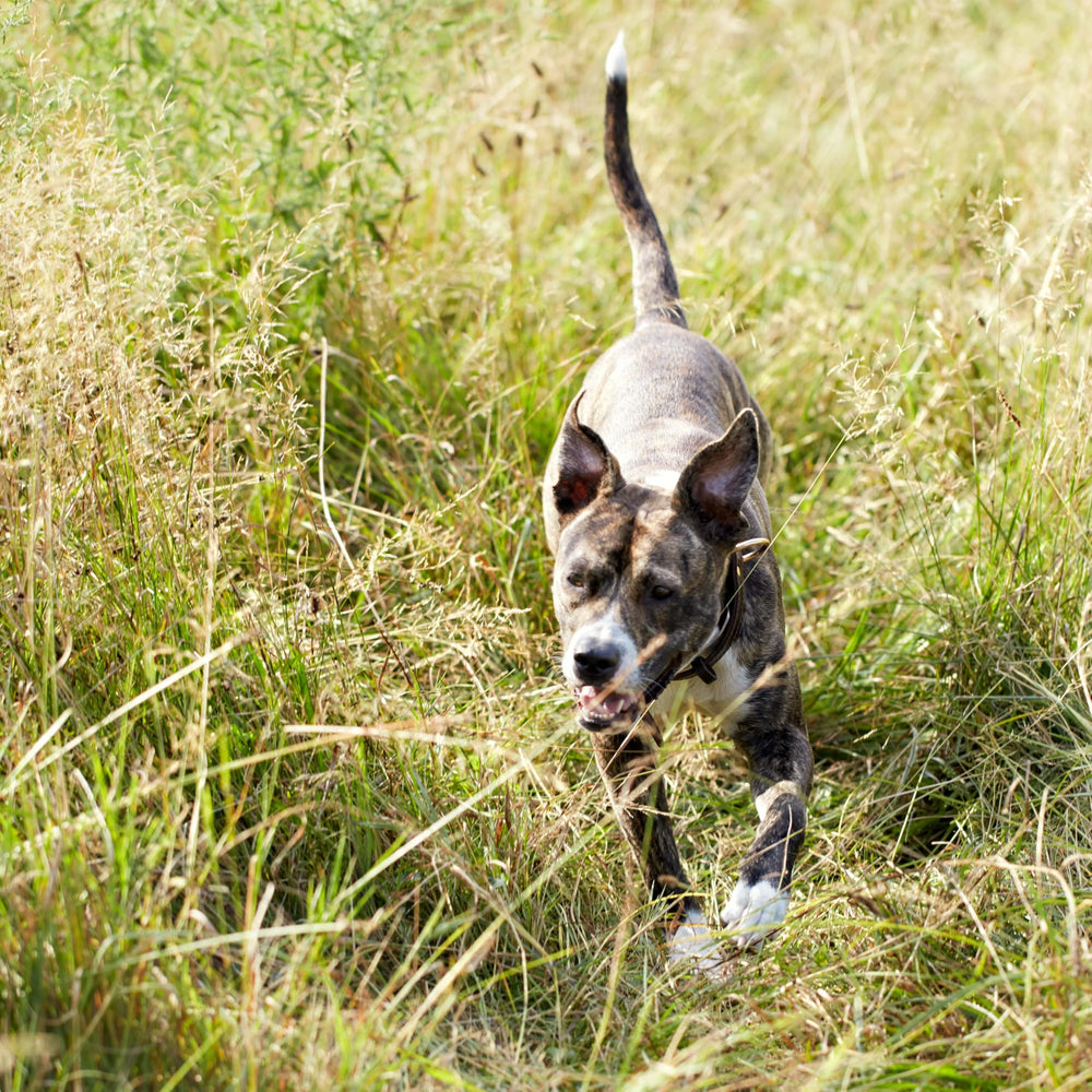 Nature's Recipe coupe dinde-orge, repas complet pour chien.