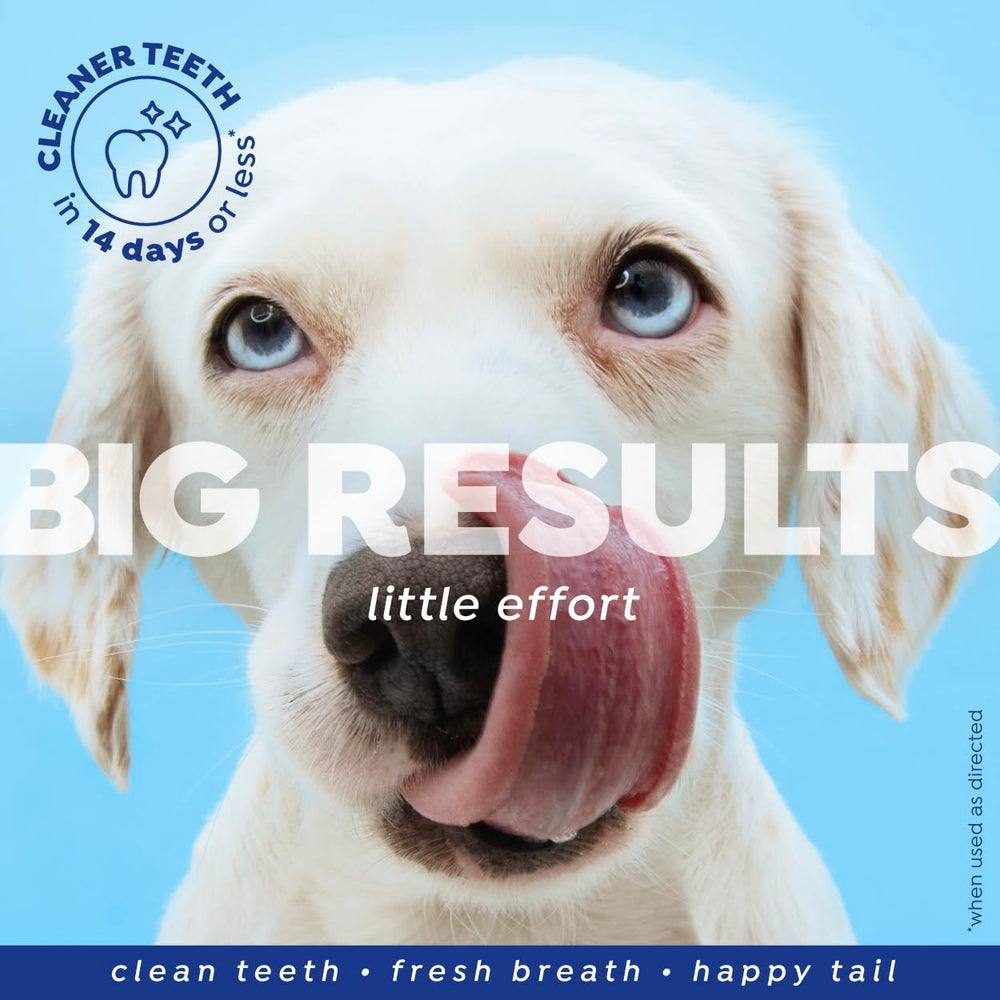 Naturel Promise sans goût – flacon neutre, chien boit eau sans perturbation.