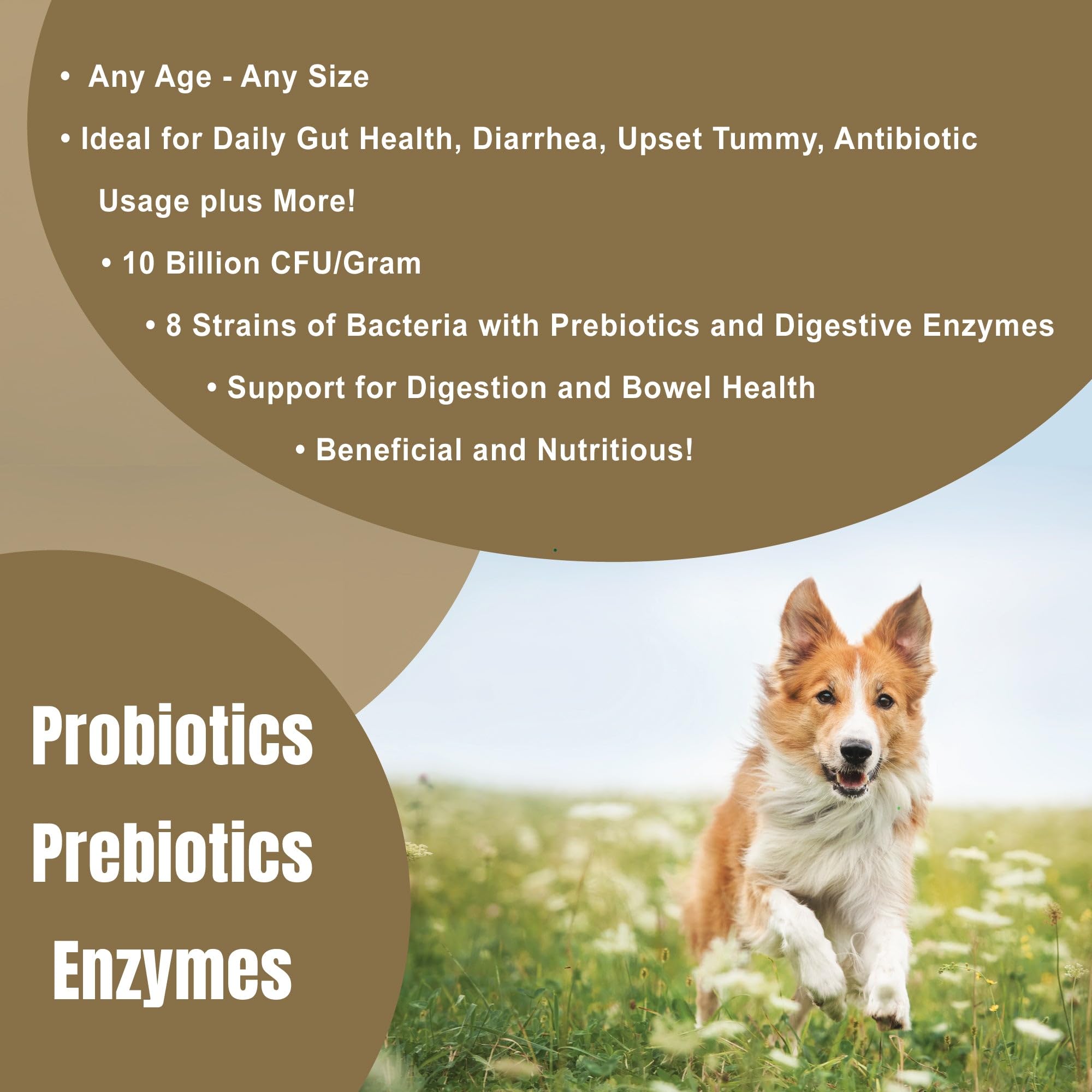 Dogzymes Probiotic Max — doseur pratique pour le dosage quotidien