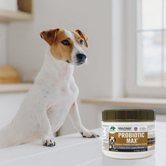 Dogzymes Probiotic Max — poudre blanche prête à être mélangée