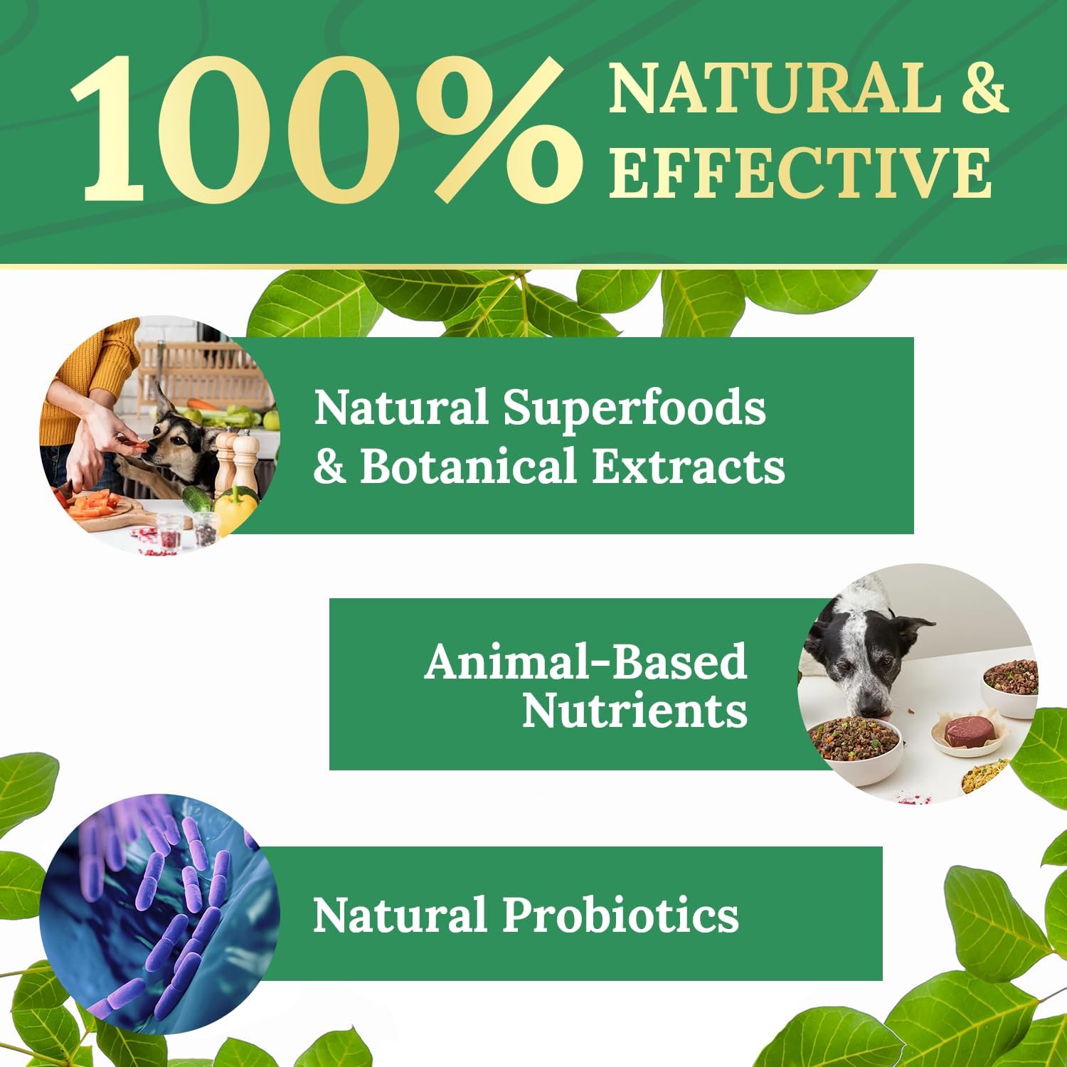 Nature’s NutriWave Pawbiotix – mise en avant des principaux ingrédients et du soutien digestif