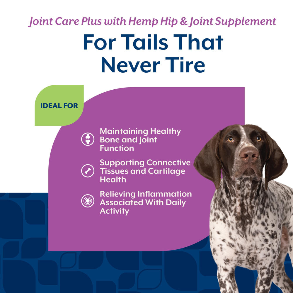 Chien actif savourant NaturVet pour faciliter la flexibilité des articulations.