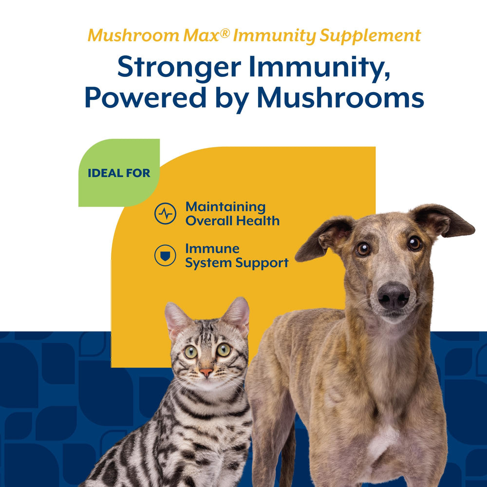 NaturVet Mushroom Max – queue de dinde en gros plan, soutien immunitaire potentiel.
