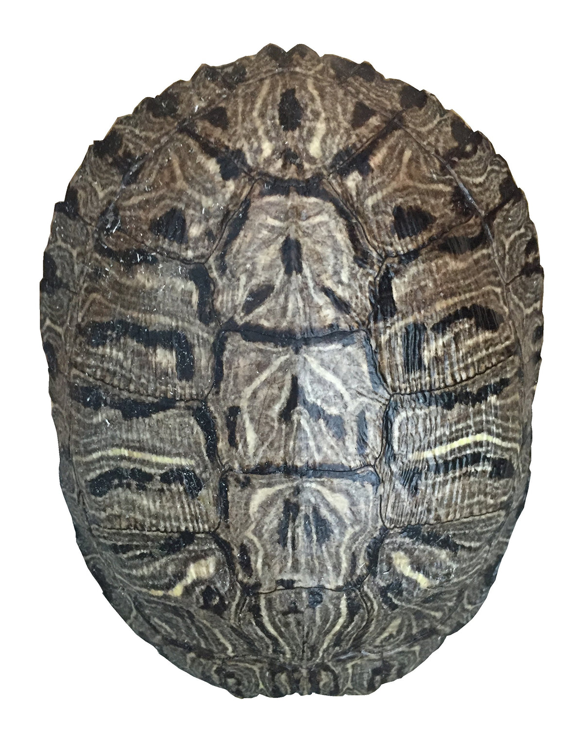 Coquille tortue d'étang Nautical Beach Decor 6-8 pouces décorative et authentique pour étagère.