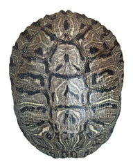 Coquille tortue d'étang Nautical Beach Decor 6-8 pouces décorative et authentique pour étagère.