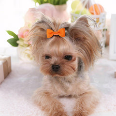 NCMAMA ensemble-bandes chien petits tailles, 20 couleurs faciles à assortir.