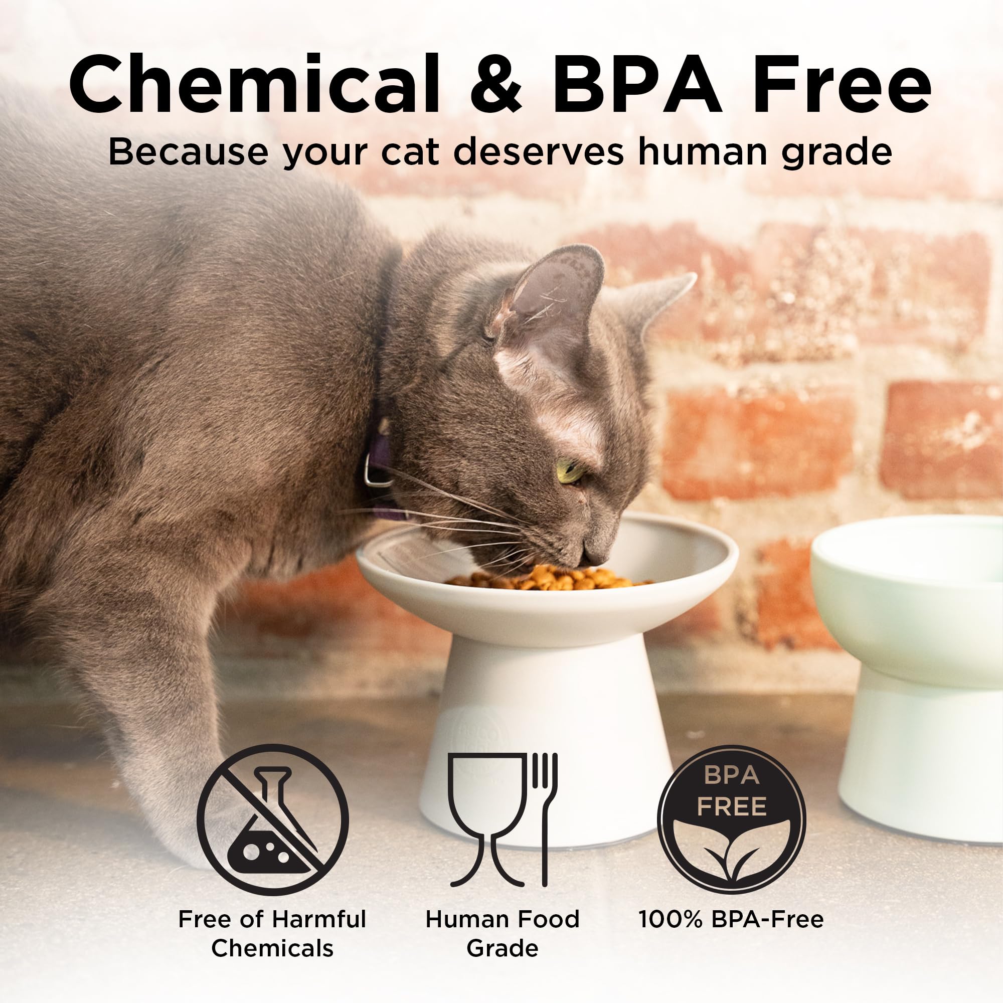 Necoichi assiette chat compatible lave-vaisselle, entretien facile et rapide.