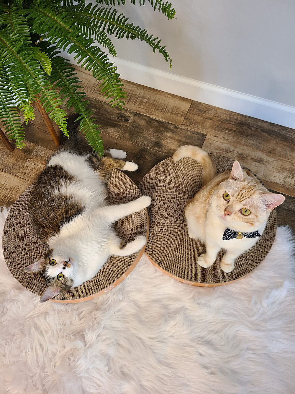 Necoichi bol-grattoir-chat-confort-reversible: double surface pour longevite
