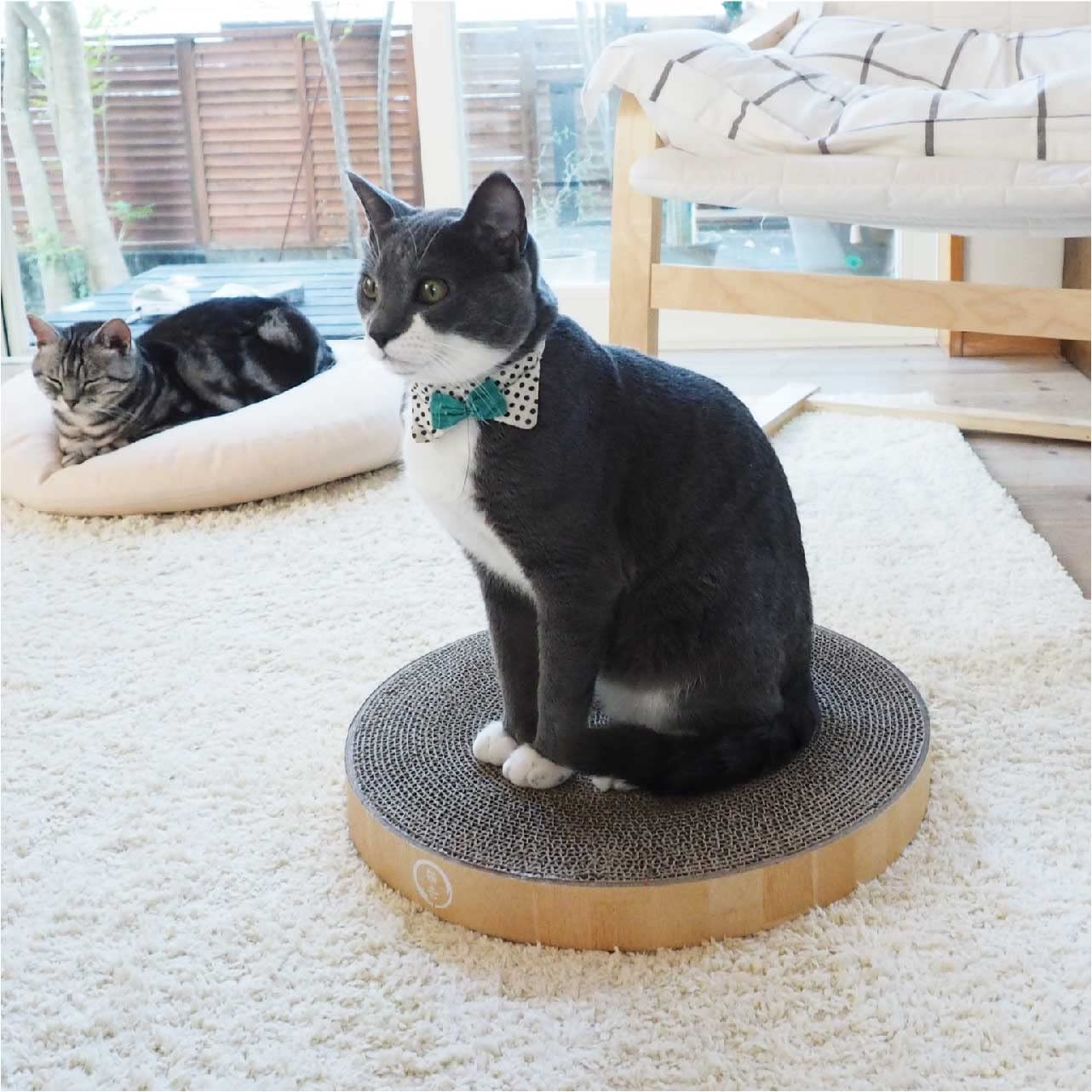 Necoichi-bol-lounge-usage-quotidien-chat: usage quotidien pratique