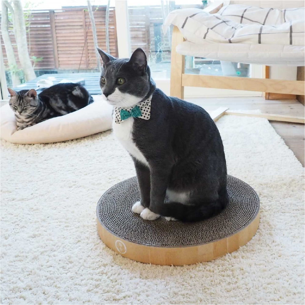 Necoichi-bol-lounge-usage-quotidien-chat: usage quotidien pratique