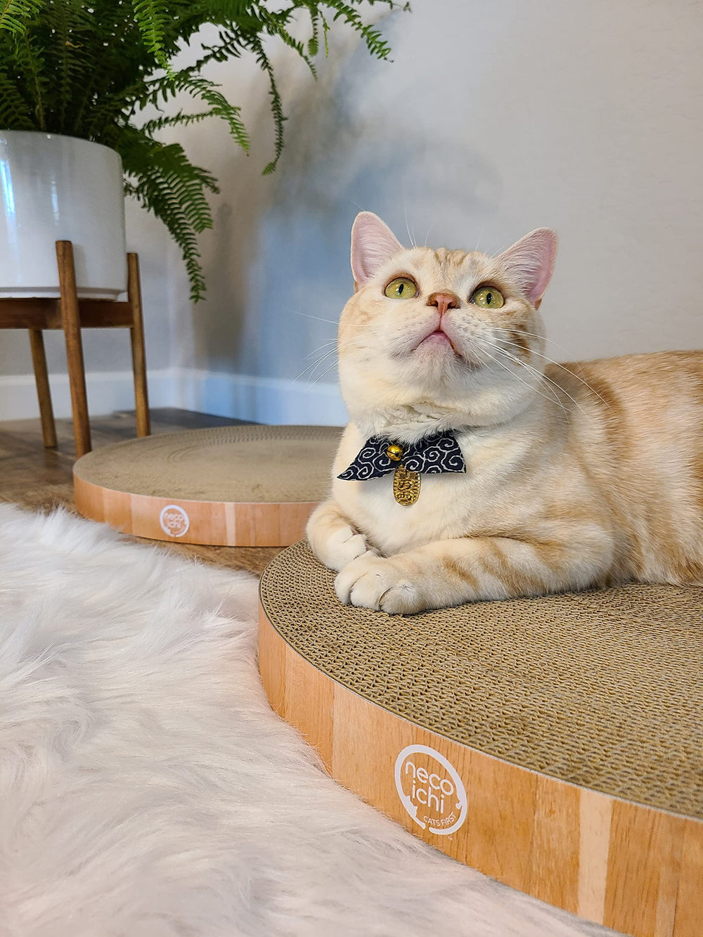 Necoichi-cozy-zone-chat-dodo: espace detente pour votre felin
