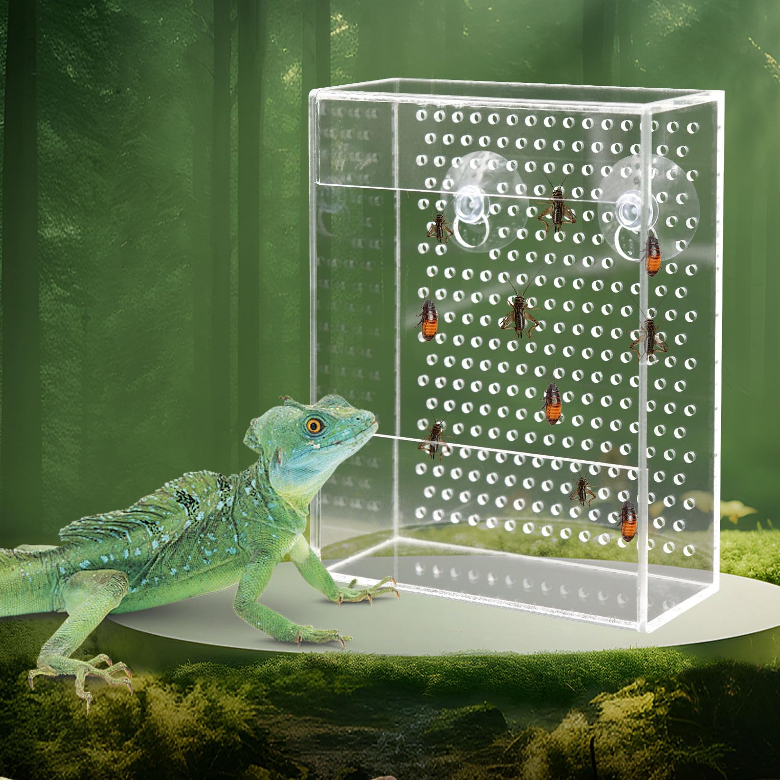 Neeenn alimentateur-reptile-boite-transparente, nourrir sans évasion