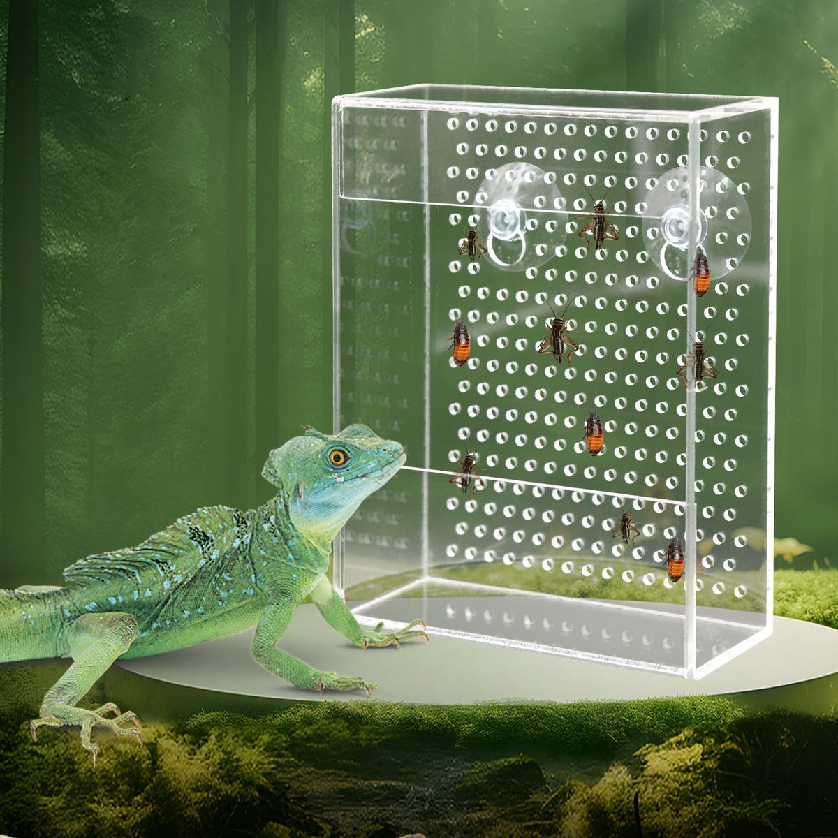 Neeenn alimentateur-reptile-boite-transparente, nourrir sans évasion