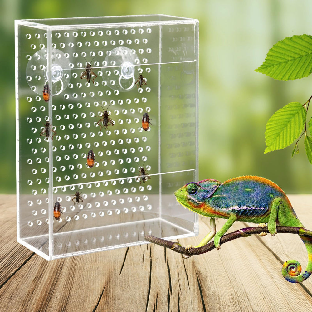 Neeenn alimentateur-reptile-mur-ventouse fixation stable