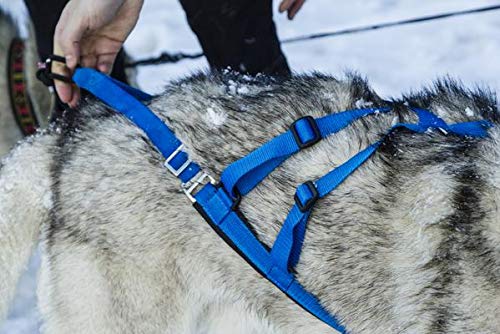 Harnais Neewa Sled Pro – idéal pour traîneau canin.