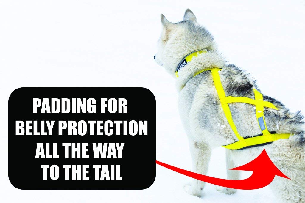 Harnais Neewa Pro traction, idéal pour canicross et bikejoring.