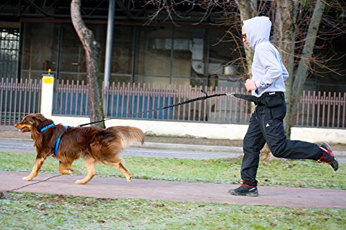 Neewa Tug Line avec Bungee 2m — chien noir attaché rapidement au harnais.