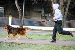 Neewa Tug Line avec Bungee 2m — chien noir attaché rapidement au harnais.