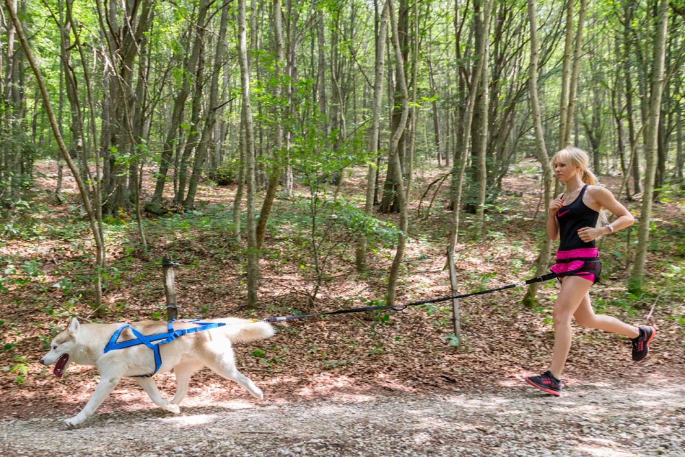 Neewa Tug Line Bungee longueurs disponibles pour plusieurs activités