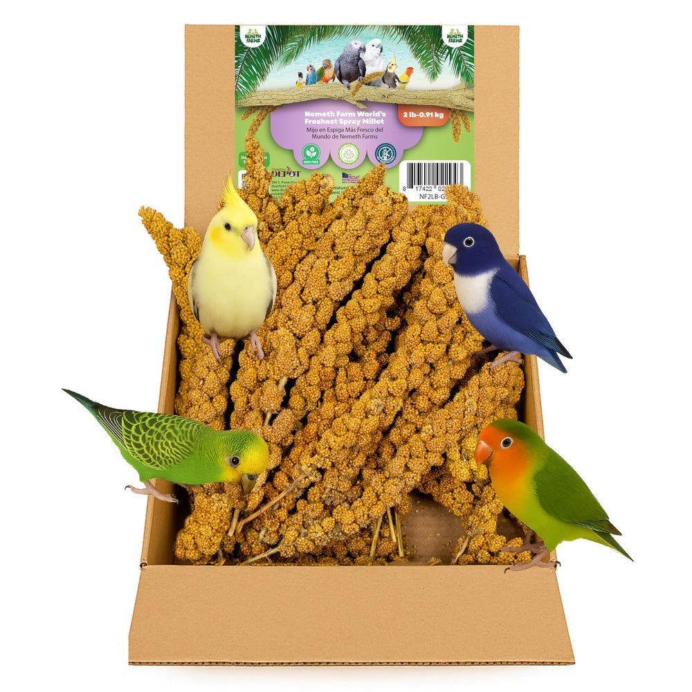 Millet séché au soleil par Nemeth Farms, prêt pour les oiseaux.