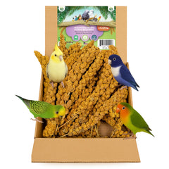 Millet séché au soleil par Nemeth Farms, prêt pour les oiseaux.