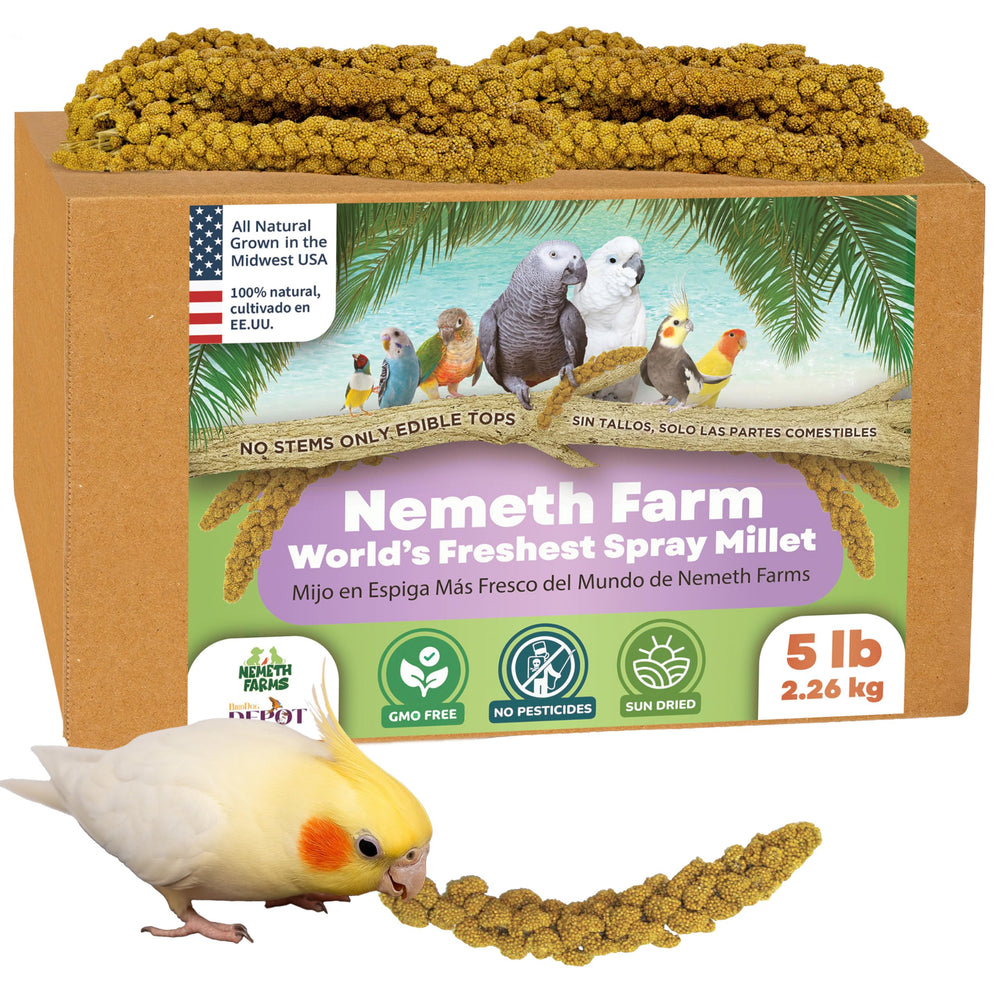 Nemeth Farms millet en brins entiers – brins Midwest – récompense naturelle pour les oiseaux.