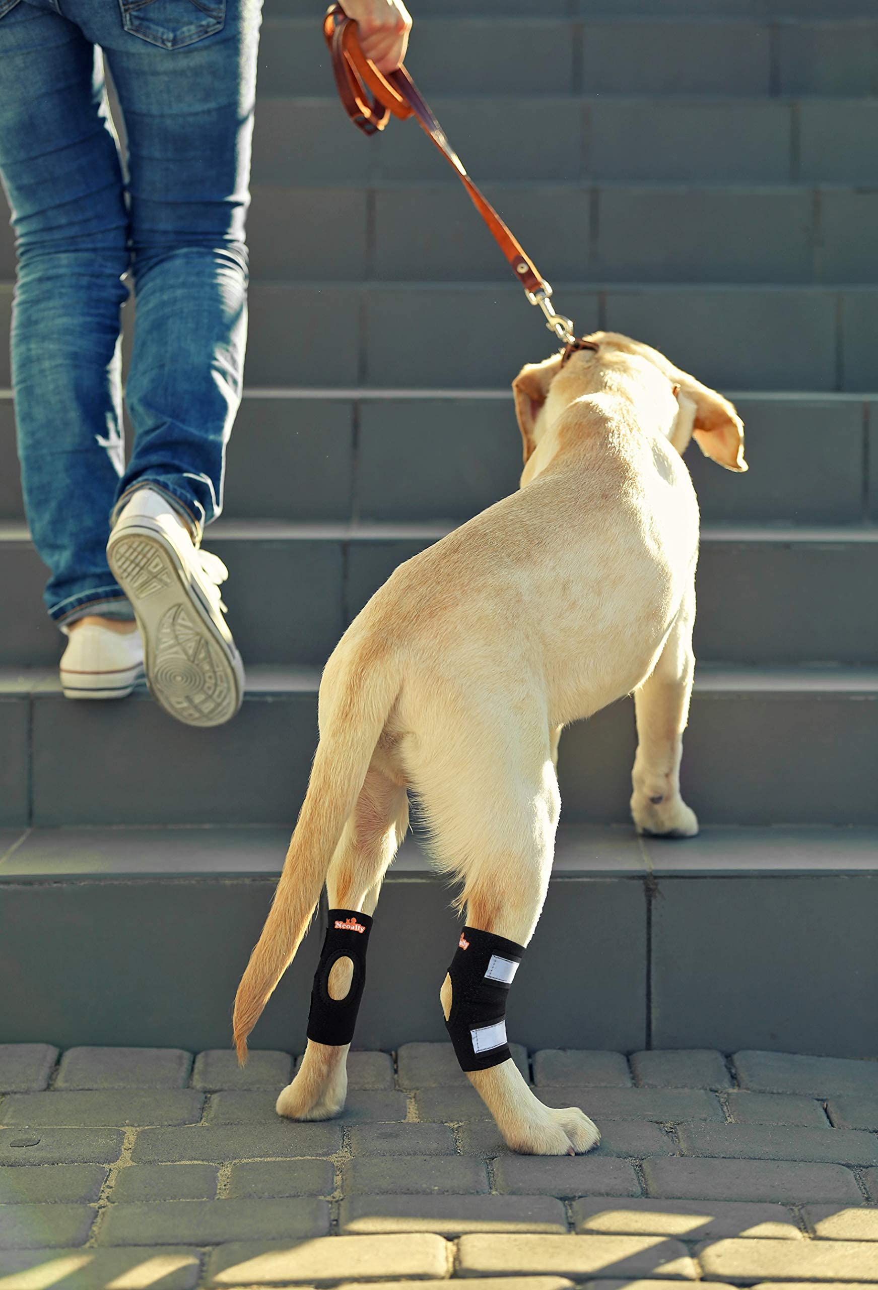 NeoAlly attelle chien réglable sans contact peau pour s’adapter au chien.