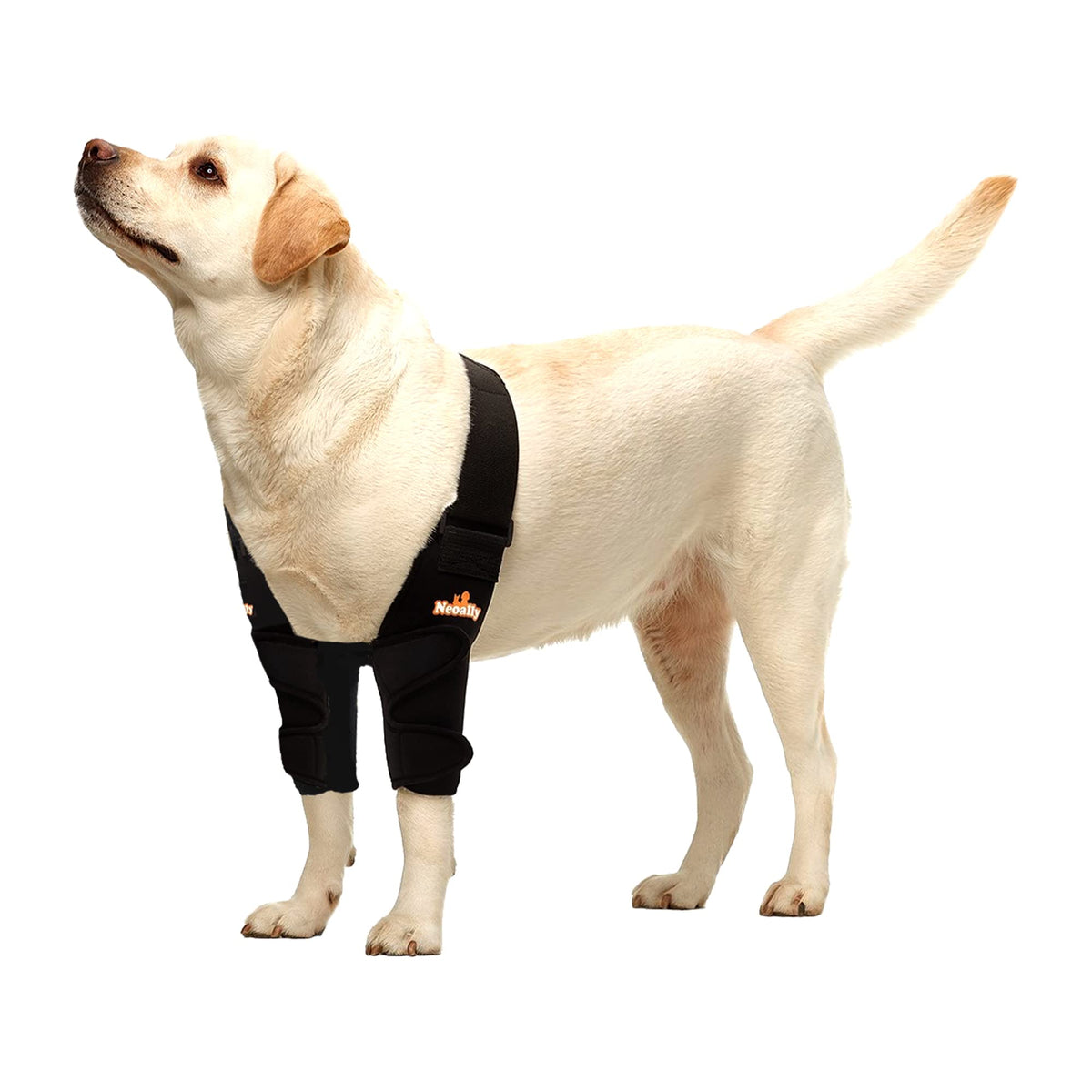 NeoAlly Attelle coude chien gauche: soutien adapté et confort durable.