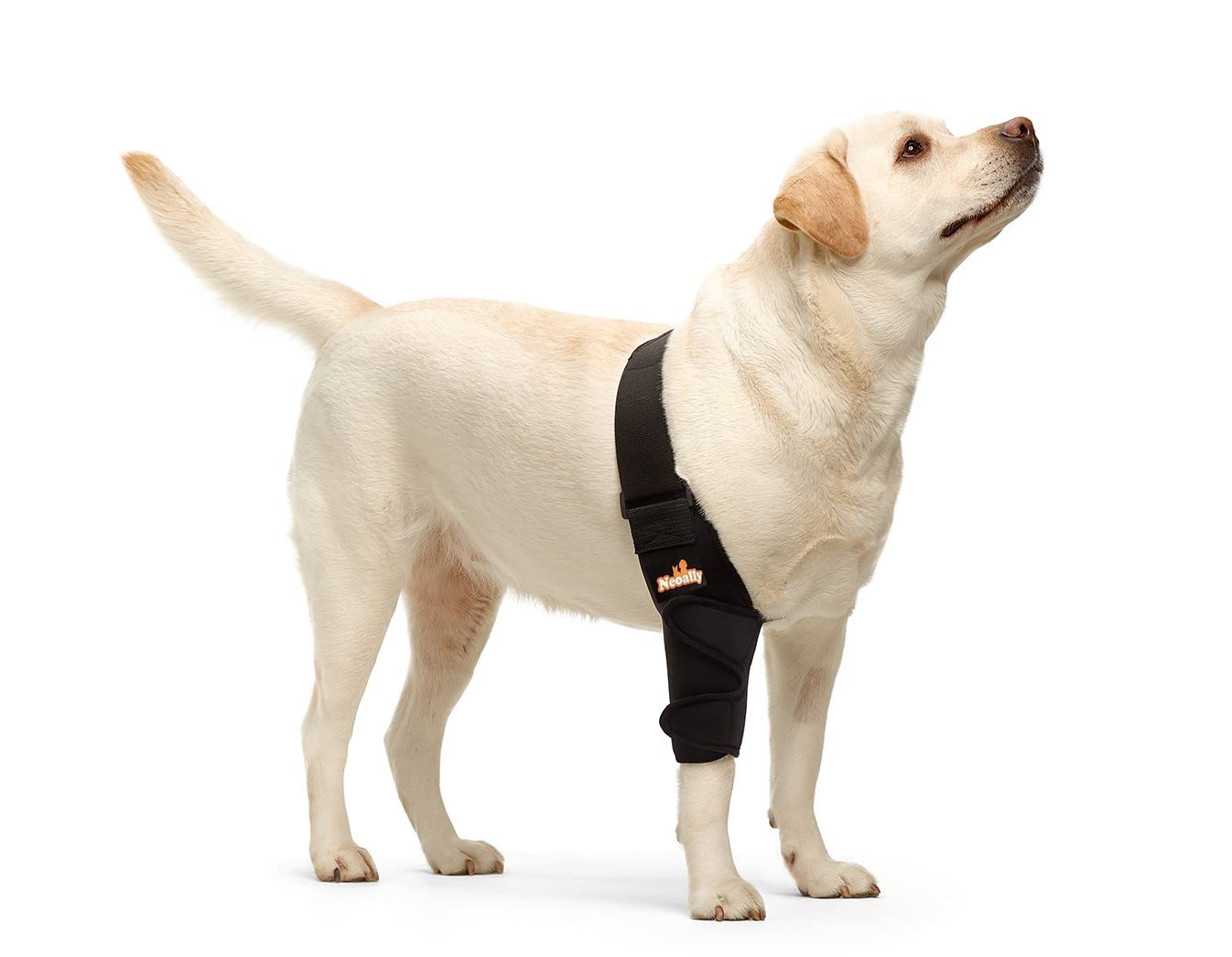 NeoAlly orthèse coude chien droit: maintien sûr lors des promenades quotidiennes.
