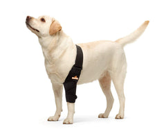 NeoAlly protége-coude-chien design patenté pour un soutien sûr.