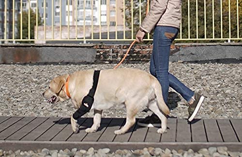 NeoAlly protége-coude-chien protection contre callosités et irritations.