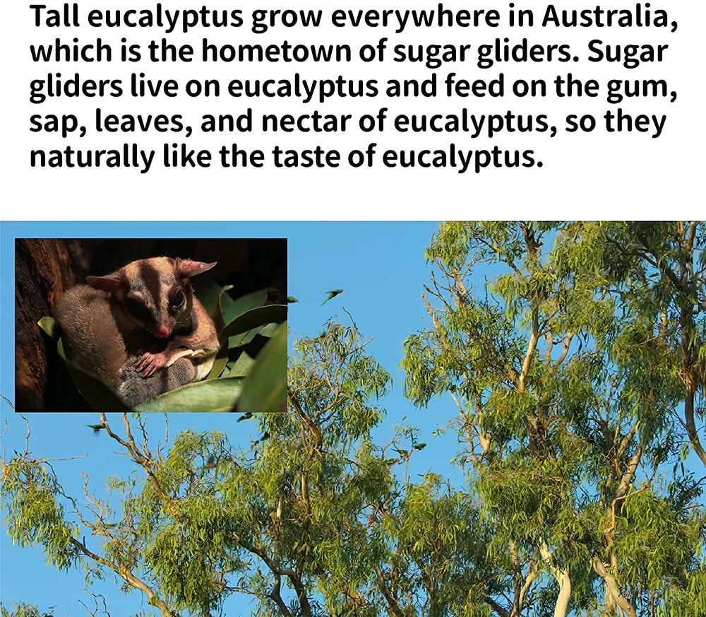 NEOUZA arôme eucalyptus naturel, parfum bénéfique pour l’habitat