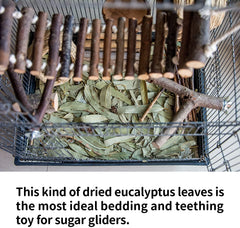NEOUZA jouet molaire eucalyptus, favorise l’usure des dents et le jeu