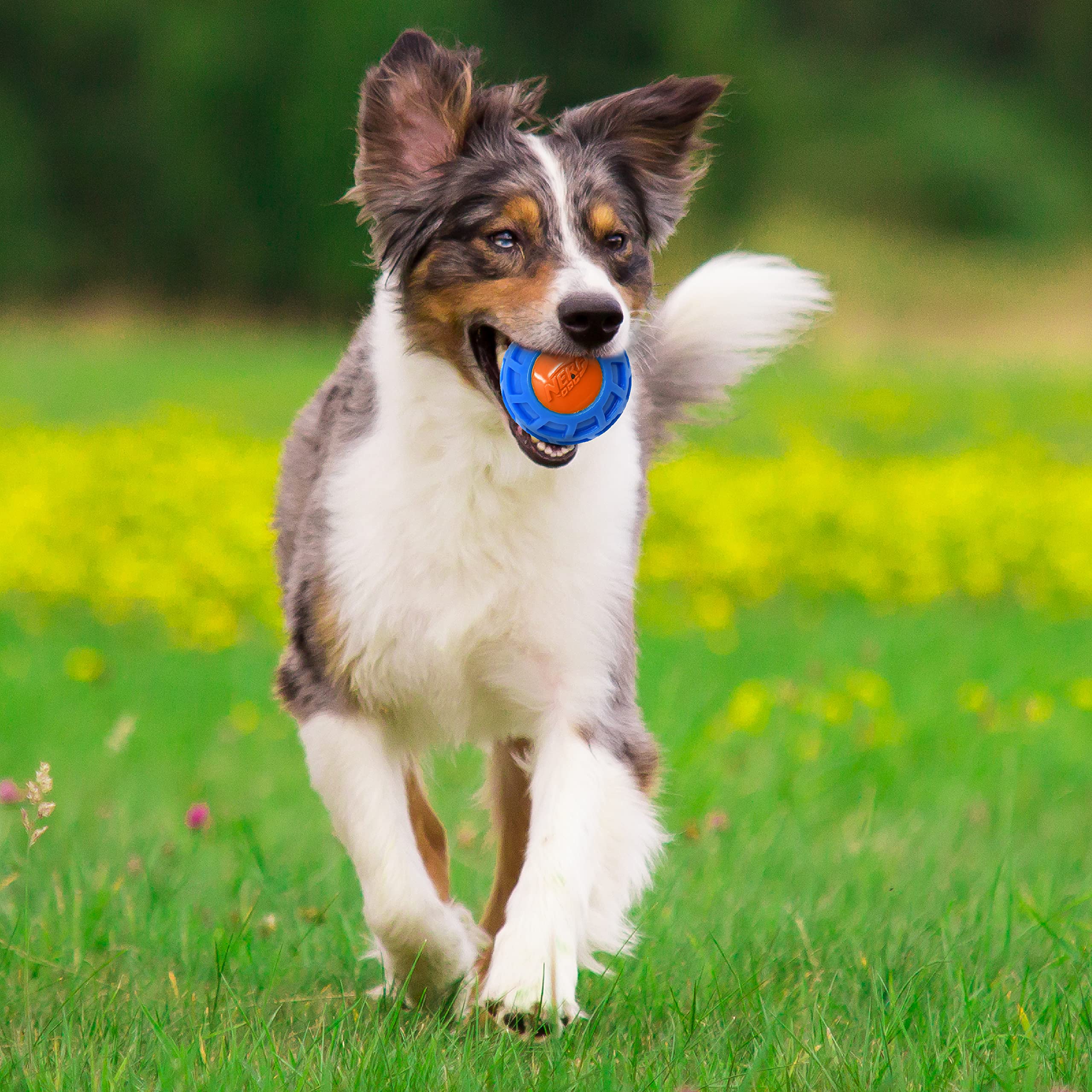 Nerf Dog balle grande taille bleu orange, adaptée à toutes les races