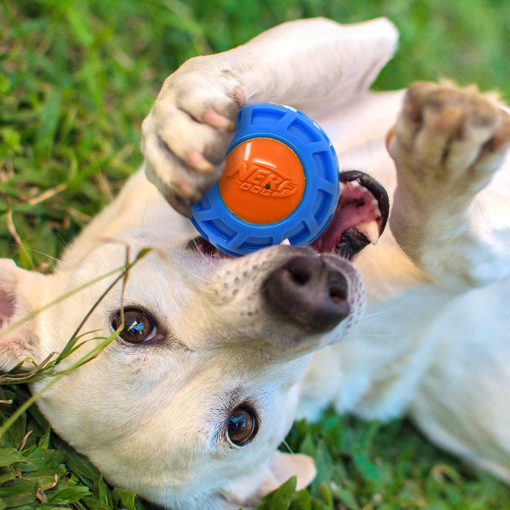 Nerf Dog balle haute visibilite bleu orange, facilite le repérage en extérieur