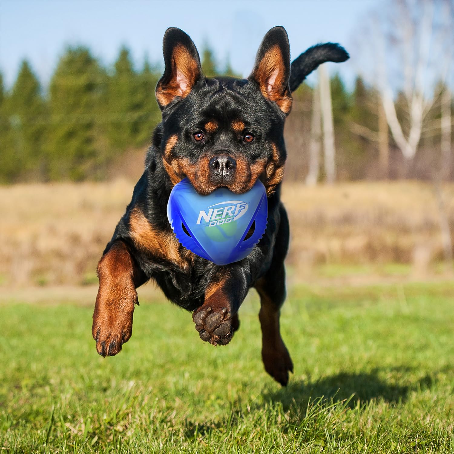 Nerf Dog rumble bleu idéal pour sessions de jeu variées et énergétiques.